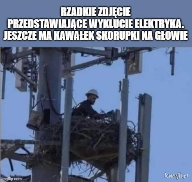 Międzynarodowy Dzień Elektryka. Najlepsze memy o elektrykach i ich pracy, które rozbawią do łez