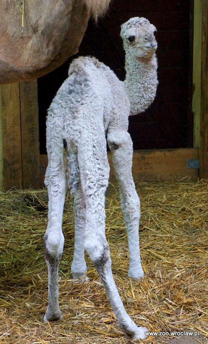 Wielbłądziatko przyszło na świat we wrocławskim zoo