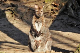 Taraje i kangurzątka. Złoty czas Ogrodu Zoobotanicznego w Toruniu