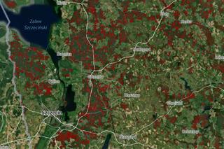 Wycinka lasów w Szczecinie i regionie 