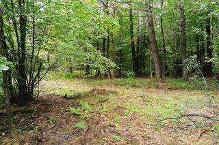 Las w rejonie Odrowążka (Nadleśnictwo Suchedniów)