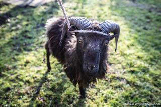 Błąkał się przy ulicy Grzecznarowskiego. Właściciel barana poszukiwany 