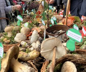 Grzybowe święto w Lublinie. Plac Litewski zamienił się w las pełen grzybów.
