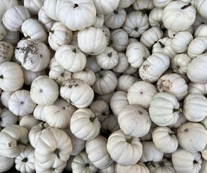 Dynia ozdobna Baby Boo