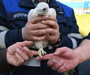 Znamy płeć gdyńskich sokołów. Jak wyglądało obrączkowanie?