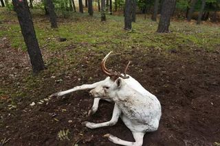 Nadleśnictwo Antonin. Uratowali białego daniela!