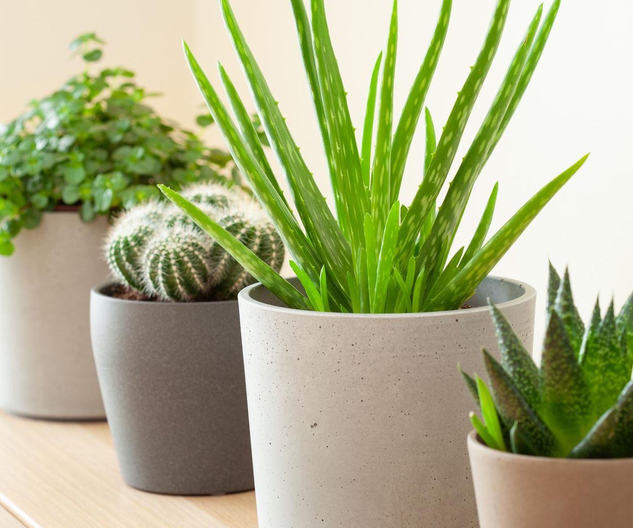 Kwiat aloes - jak pielgnowa? Jak czsto podlewa aloes? Jak dba o aloes  w domu? - Urzadzamy.pl