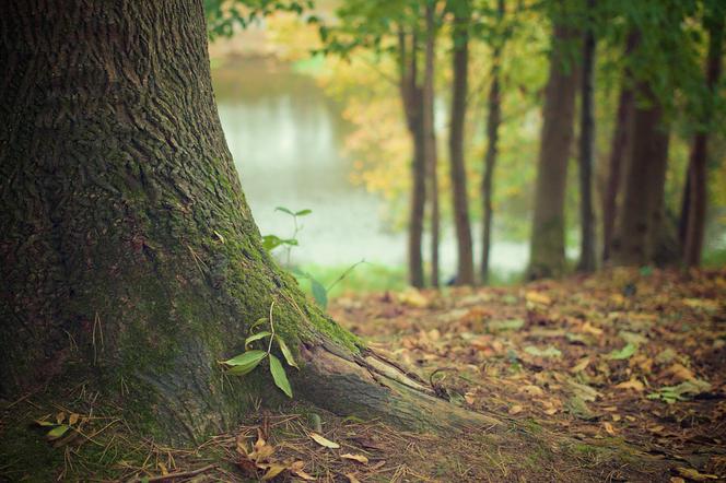 Drzewa zdradziły, jak w Katowicach zmieniał się klimat na przestrzeni ostatnich 500 lat! [AUDIO]
