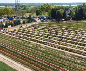 Święto Tulipanów 2025