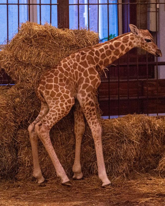 Nowy mieszkaniec łódzkiego zoo! Trudne początki młodej żyrafy