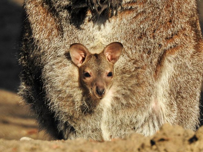 Małe kangurzątka urodziły się w Ogrodzie Zoobotanicznym w Toruniu