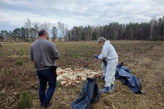 Setki martwych kur wyrzucone do lasu pod Nidzicą. Leśnicy w szoku!