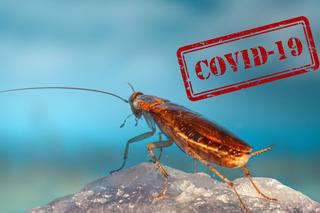 Czy  muchy i karaluchy są nosicielami COVID-19?! Jest rezultat badań
