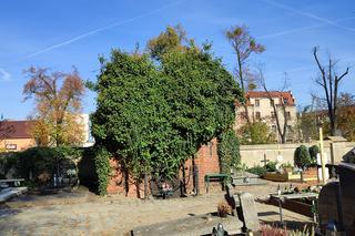 To drugi NAJSTARSZY cmentarzy w Polsce. Jest w Ostrowie Wielkopolskim