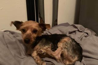 Yorki porzucone w Pniewach