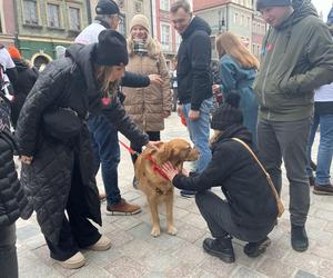 Golden Retriever WOŚP 2024 w Poznaniu. Psiaki też zbierają na dzieciaki. Kwesta na WOŚP i pokazy Golden Retrieverów 