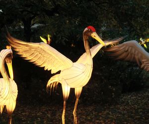 Garden of Lights ponownie rozświetlił wrocławskie zoo