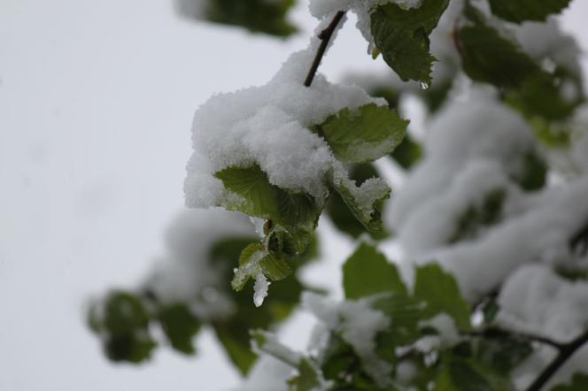 Zima w maju 2011 - zdjęcia Czytelników (Kłodzko, Bardo, okolice Ząbkowic Śląskich)