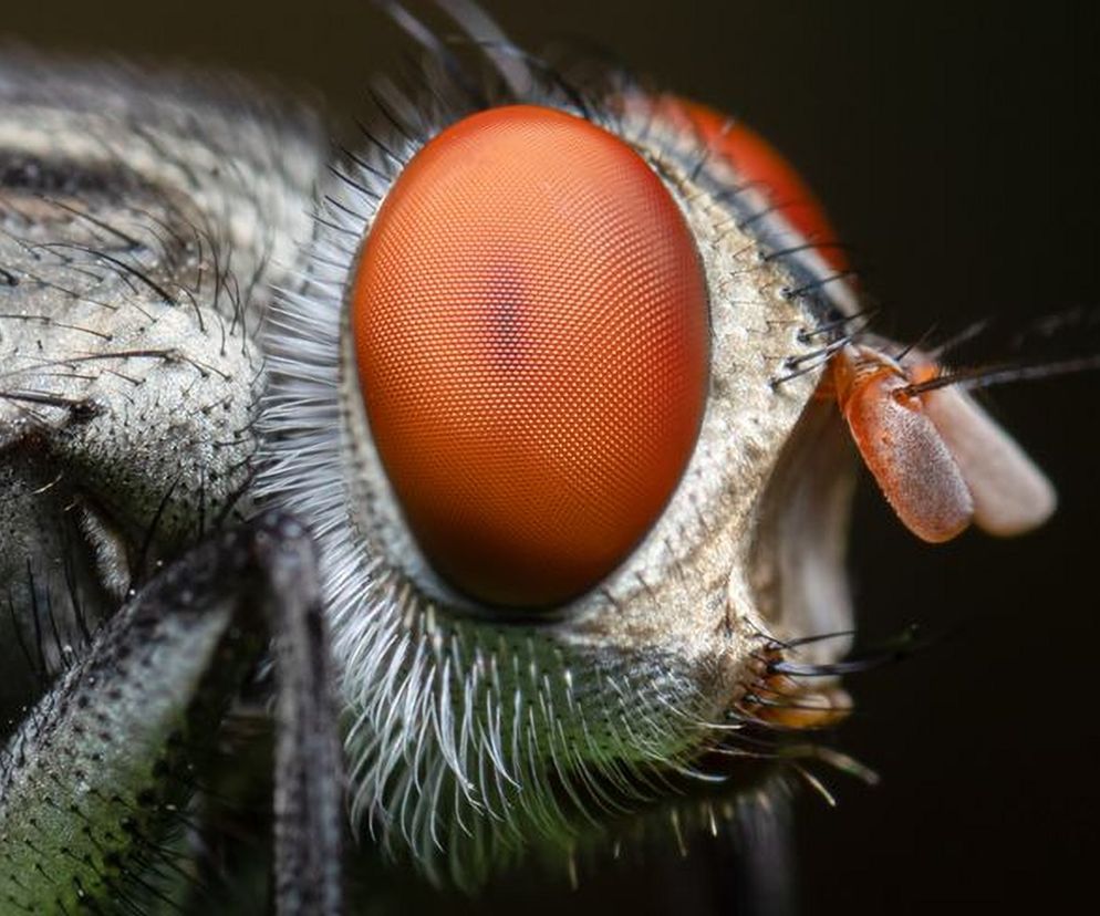 Dzięki nim widzi wszystko, co jest dookoła niej (jej kąt widzenia wynosi 360 stopni!)