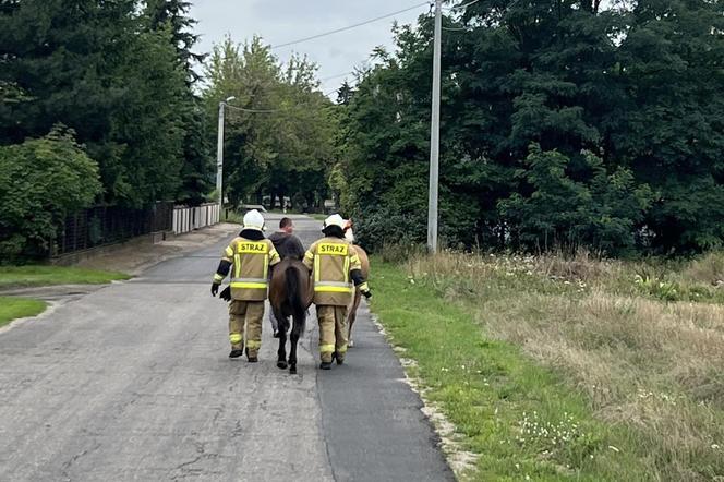 Policjanci i strażacy w akcji. Łapali uciekinierów z zagrody