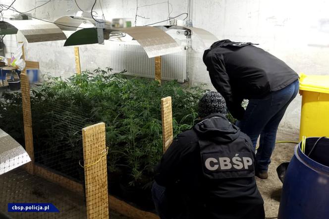 CBŚP zlikwidowało w Łódzkiem OGROMNĄ plantację marihuany