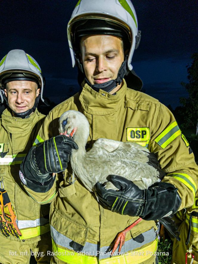 Bocian wpadł do 24-metrowego komina. Strażacy ratowali go 3 godziny [ZDJĘCIA]. 