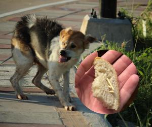 Uważajmy na swoje zwierzęta podczas spacerów. Znaleziono chleb z wykałaczkami!