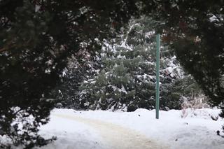 Wszędzie jest biało! Ogród Saski w Lublinie wygląda jak w bajkach Andersena [GALERIA]
