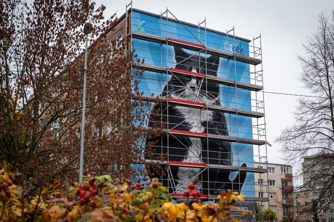 Na ul. Rugiańskiej powstaje mural z kotem Gackiem