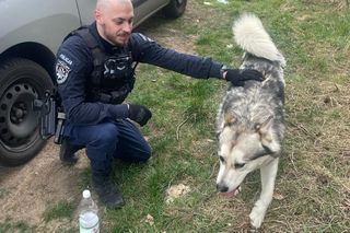 Dwa duże psy biegły... po drodze ekspresowej. Niebezpieczna sytuacja na S5 koło Leszna