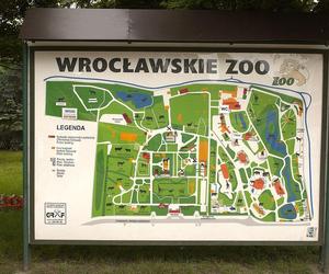 ZOO Wrocław - bilety, cennik 2023, godziny otwarcia. Jak dojechać? Mapa, parking