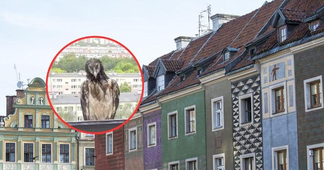 Orłosęp widziany w Poznaniu. Zobacz najlepsze memy