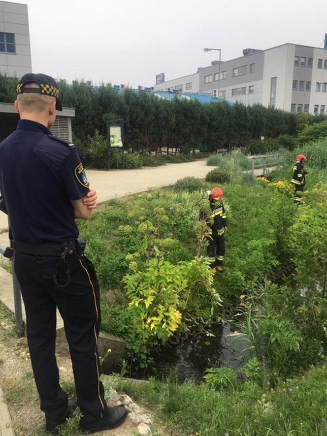 Śnięte ryby w stawie na Podolanach