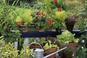 Uprawa warzyw na balkonie - jak uprawiać warzywa w skrzynkach?