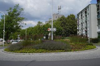 Nowe kwiaty i rośliny w Kielcach. Zobacz jak wyglądają