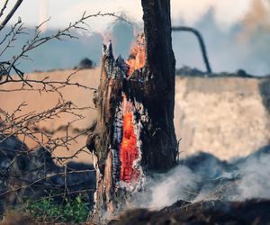Jest słonecznie i sucho. Leśnicy alarmują, wzrasta zagrożenie pożarami