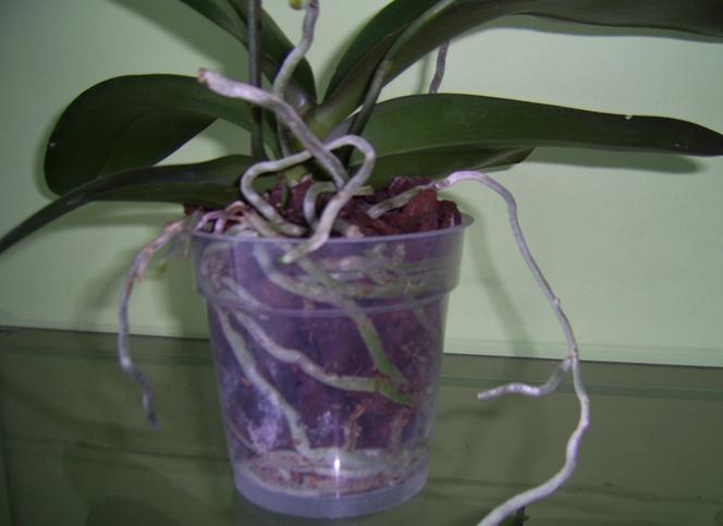 Phalaenopsis: najpopularniejszy storczyk