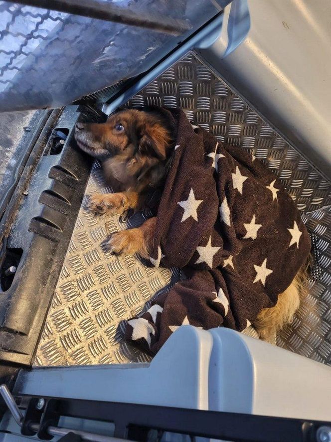 Skrajnie wycieńczone psy w Żołędowie pod Bydgoszczą. Jeden z nich nie przeżył transportu 