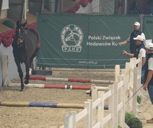 Czempionat Koni Ras Szlachetnych i Pokaz Ogierów Hodowlanych w Radzionkowie