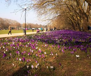 Krokusy na Jasnych Błoniach