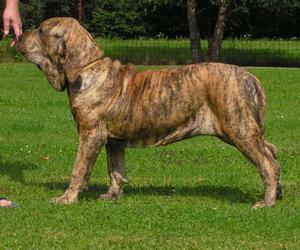 Fila Brasileiro