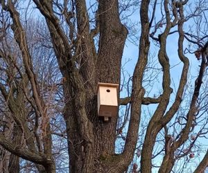 Nowe budki dla ptaków pojawiły się w miejskich parkach