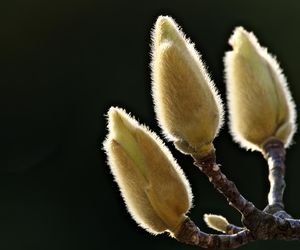 Plamy na liściach magnolii 'Yellow River' [Porada eksperta]