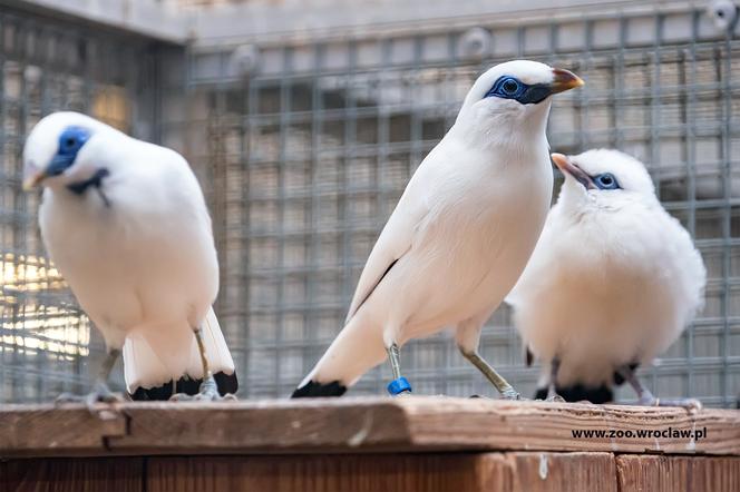W zoo we Wrocławiu wykluły się szpaki balijskie. Co za piękne białe ptaki! [ZDJĘCIA}