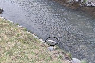 Śnięte ryby w Silnicy. Interweniowali strażacy. Doszło do zanieczyszczenia rzeki?
