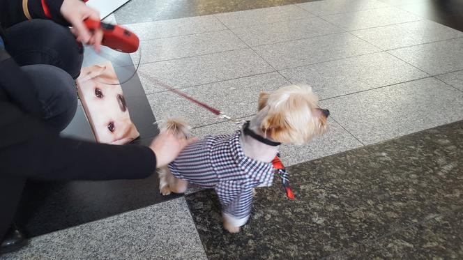 Miss i mister yorków w SCC