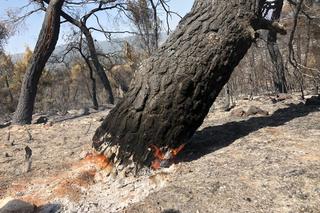 Są w samym centrum piekła. Polscy bohaterowie walczą z pożarami w Grecji