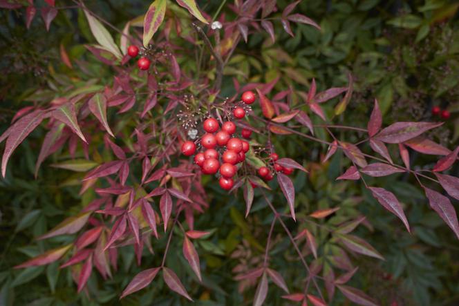 Nandina domowa