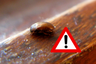 Małe chrząszcze zjadają ubrania i skórzane buty. Jak pozbyć się tych szkodników z domu?