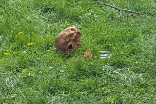 Makabryczne odkrycie w centrum Szczecinka. W wykopie była ludzka czaszka!